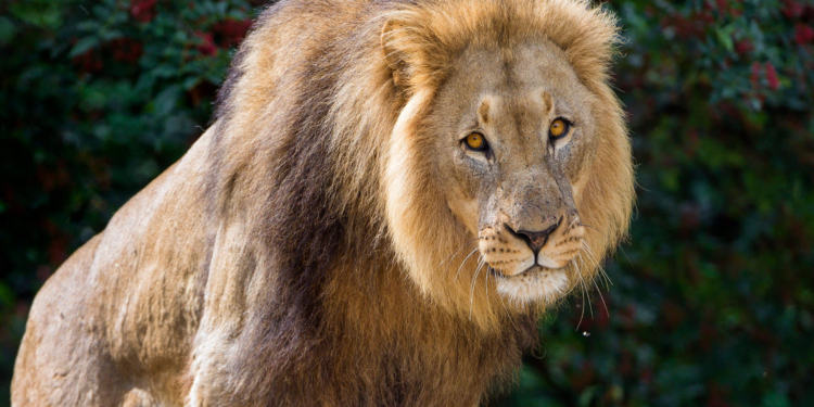 Eye-tracking study shows animals in upright postures attract humans' attention Eye-tracking study shows animals in upright postures attract humans' attention