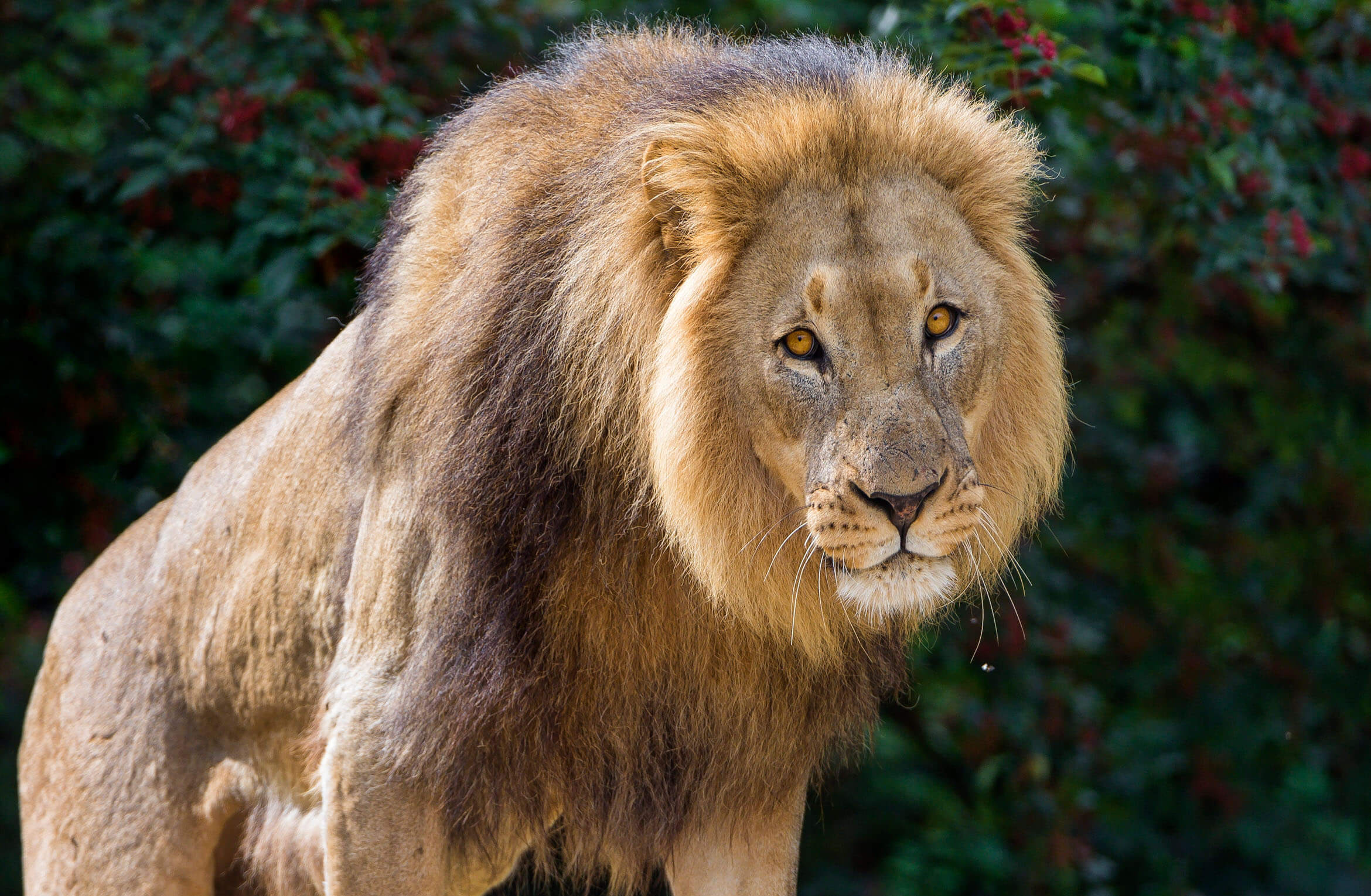 Eye-tracking study shows animals in upright postures attract humans' attention Eye-tracking study shows animals in upright postures attract humans' attention
