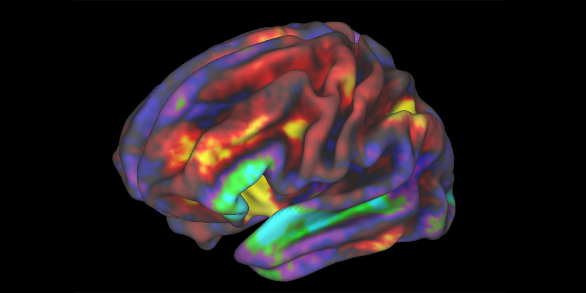 Understanding the miniature map of your body in the brain - PsyPost