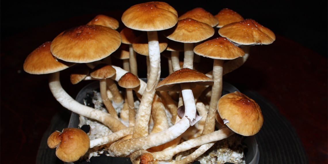 A single dose of psilocybin has a lasting therapeutic effect on