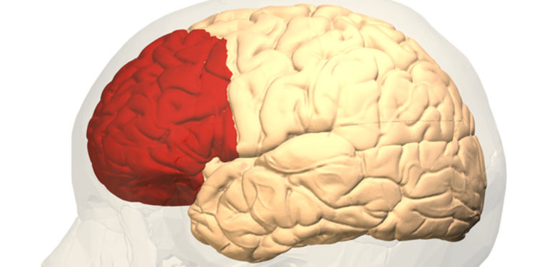 Prefrontal cortex of left cerebral hemisphere highlighted in red. (Polygon data generated by Database Center for Life Science)