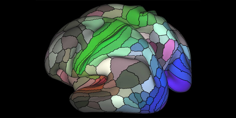 An image, unrelated to the current research, that was derived from resting state fMRI scans performed as part of the Human Connectome Project. (Photo credit: Matthew Glasser and David Van Essen)