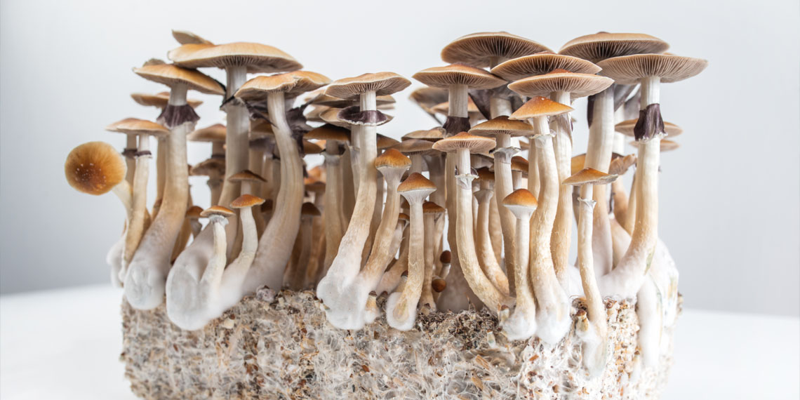 Psilocybin shows promise for rapid reduction of cancer-related depression