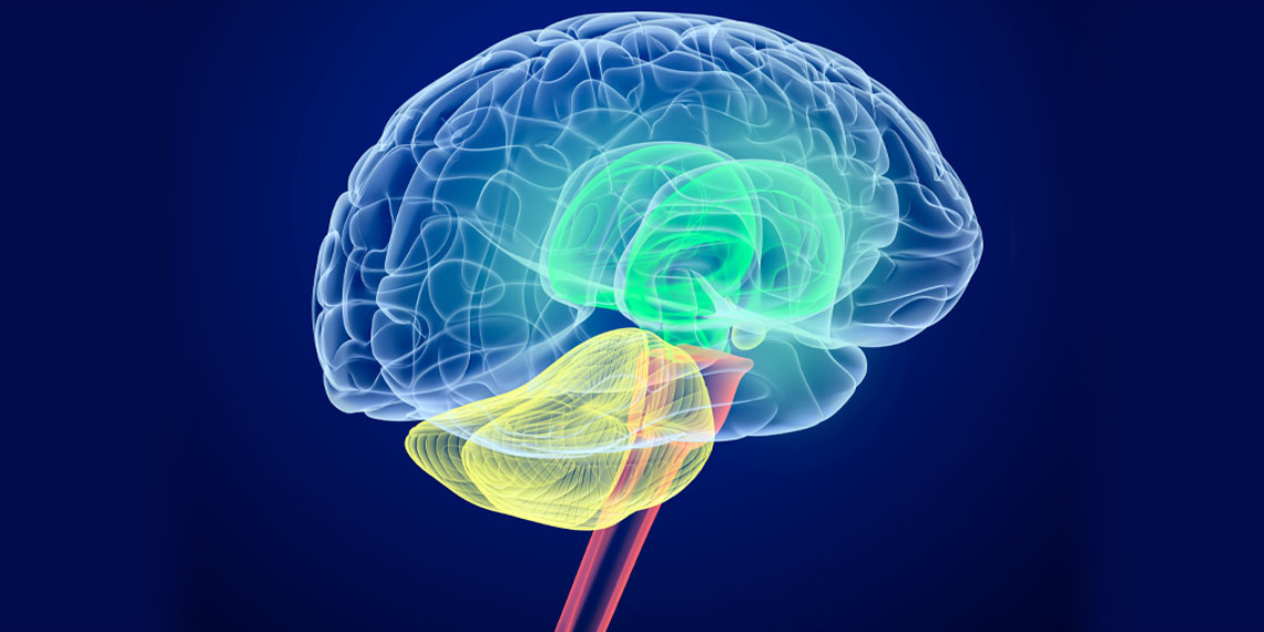 Náš mozek preferuje pozitivní vokální zvuky, které vycházejí z naší levé strany