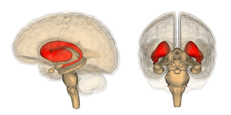 The striatum in the brain, highlighted in red. (Photo credit: Anatomography)