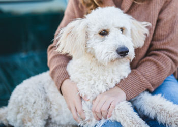 People with insecure attachment styles tend to have strong emotional bonds with pets, study finds