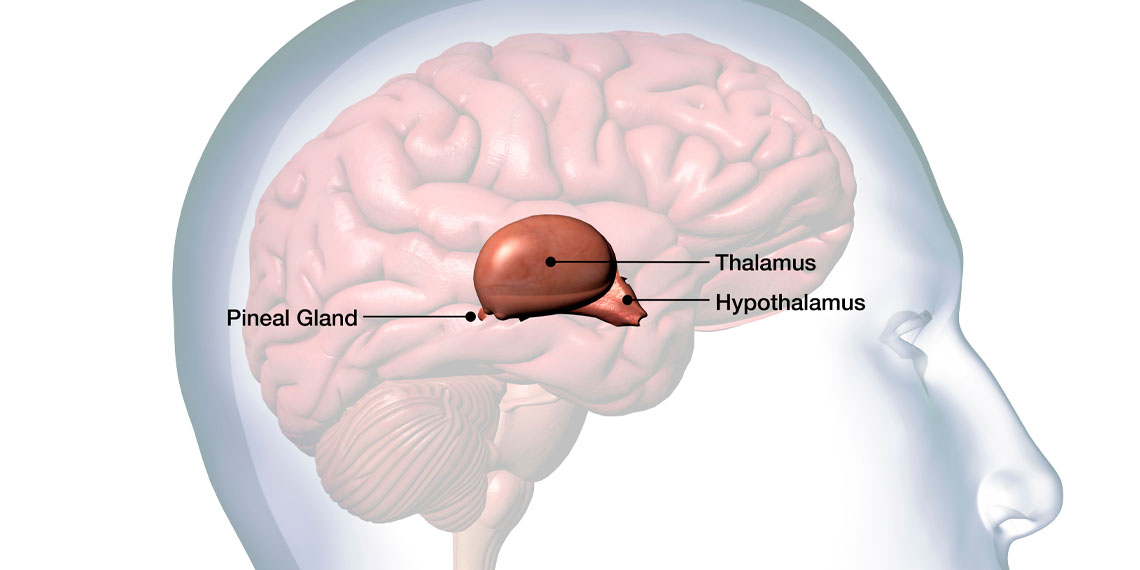 Association of body mass index and waist-to-hip ratio with brain structure