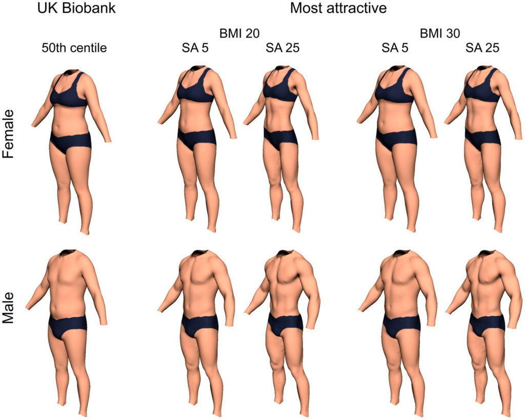 Internalization ideals predicts judgments of and female physical attractiveness