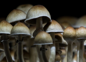 Psilocybin appears to have a uniquely powerful relationship with nature relatedness