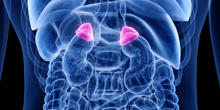 3D-rendered illustration of the adrenal glands.