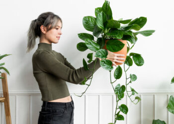 Owning houseplants can boost your mental health – here’s how to pick the right one
