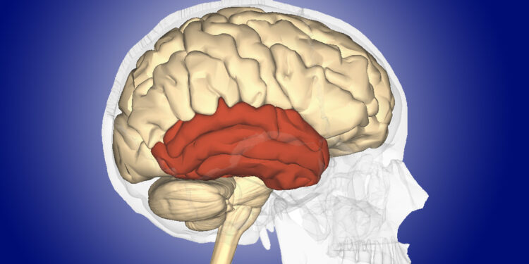 The temporal lobe of the brain. (Photo credit: Anatomography)
