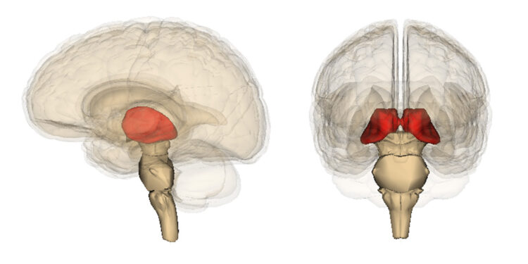 The location of the thalamus in the human brain. (Photo credit: Life Science Databases/Wikimedia Commons)