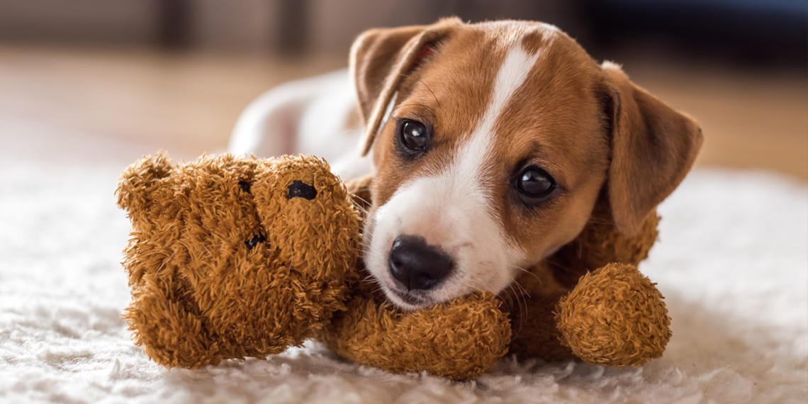 New study reveals which pets receive more care and attention