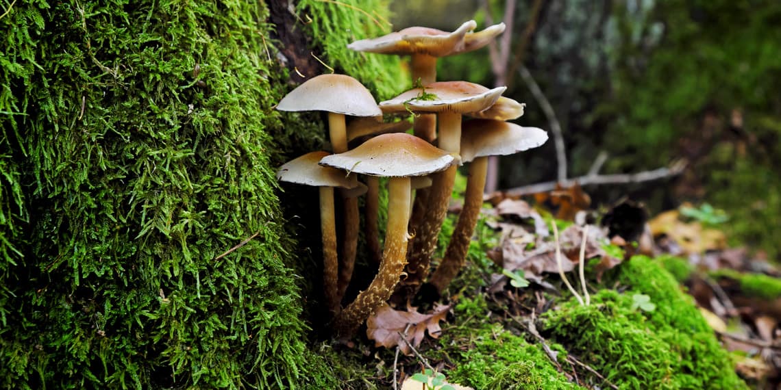 The Best Documentaries about Mushrooms