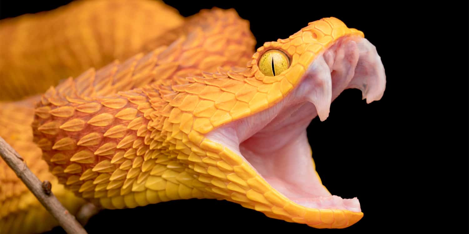 Somálská a česká populace sdílí velký strach z hadů, což ukazuje na celosvětový fenomén