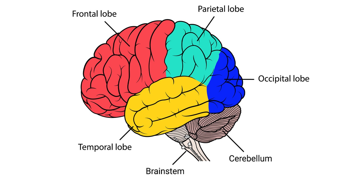 Neurovedci odhaľujú nové poznatky o úlohe mozočka pri učení