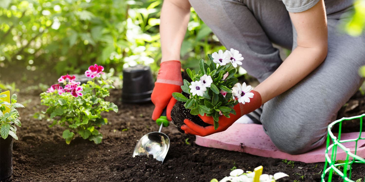 Orang yang menghabiskan lebih banyak waktu untuk berkebun cenderung memiliki lebih sedikit masalah tidur