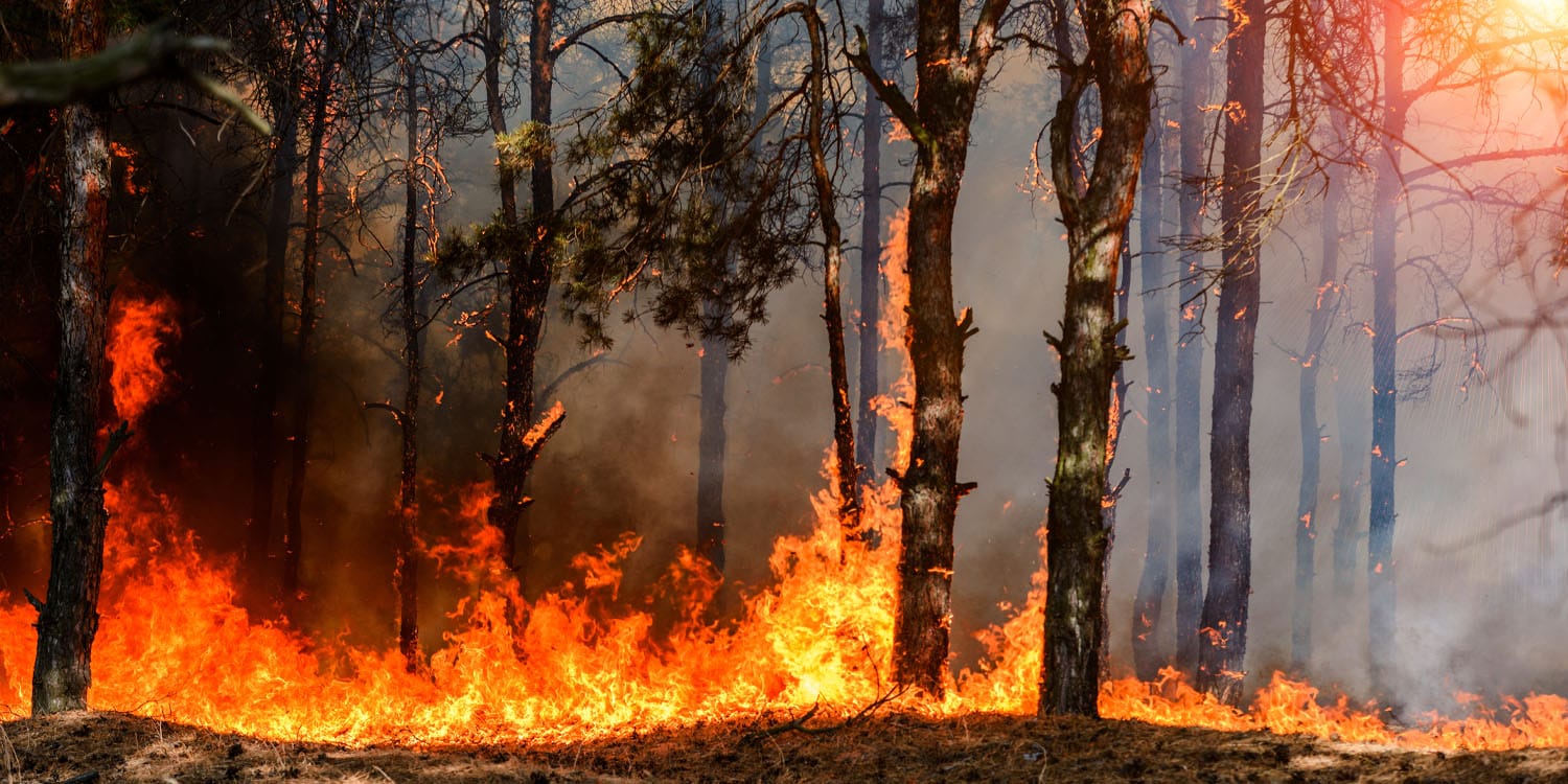 New study suggests wildfires can impair cognitive health