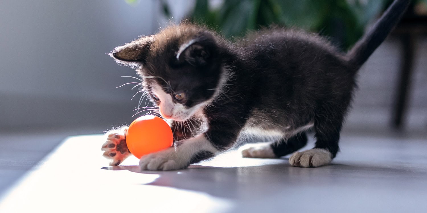 Do cats play fetch? Here is what the science says