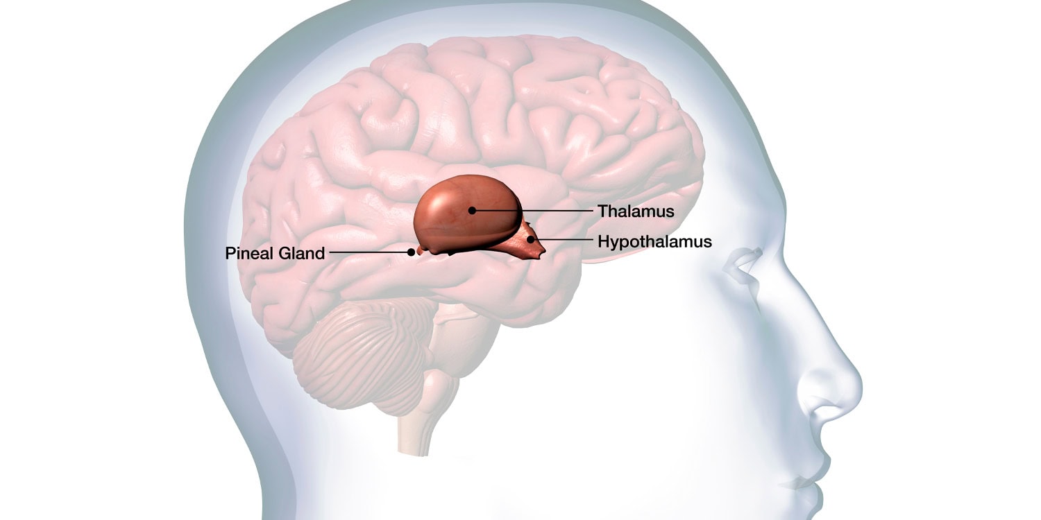 Neuroscientists identify key gatekeeper of human consciousness - PsyPost