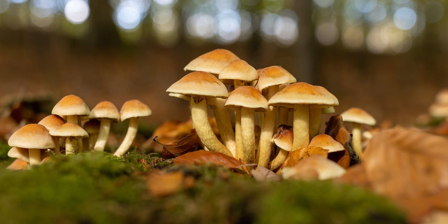 Psilocybin helped aging mice not just live longer but also "look better" in groundbreaking new study