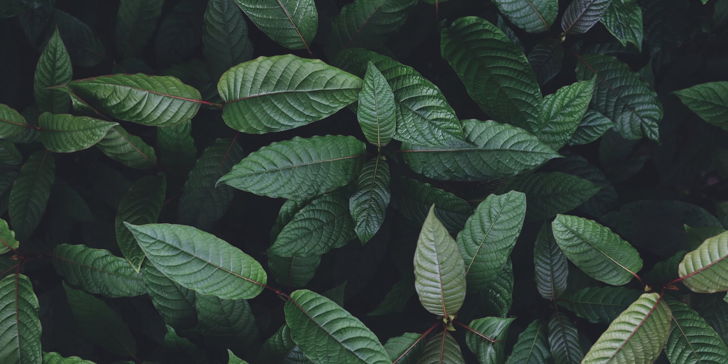 Lumberjack amputates ears and penis during psychotic episode linked to cannabis and kratom use