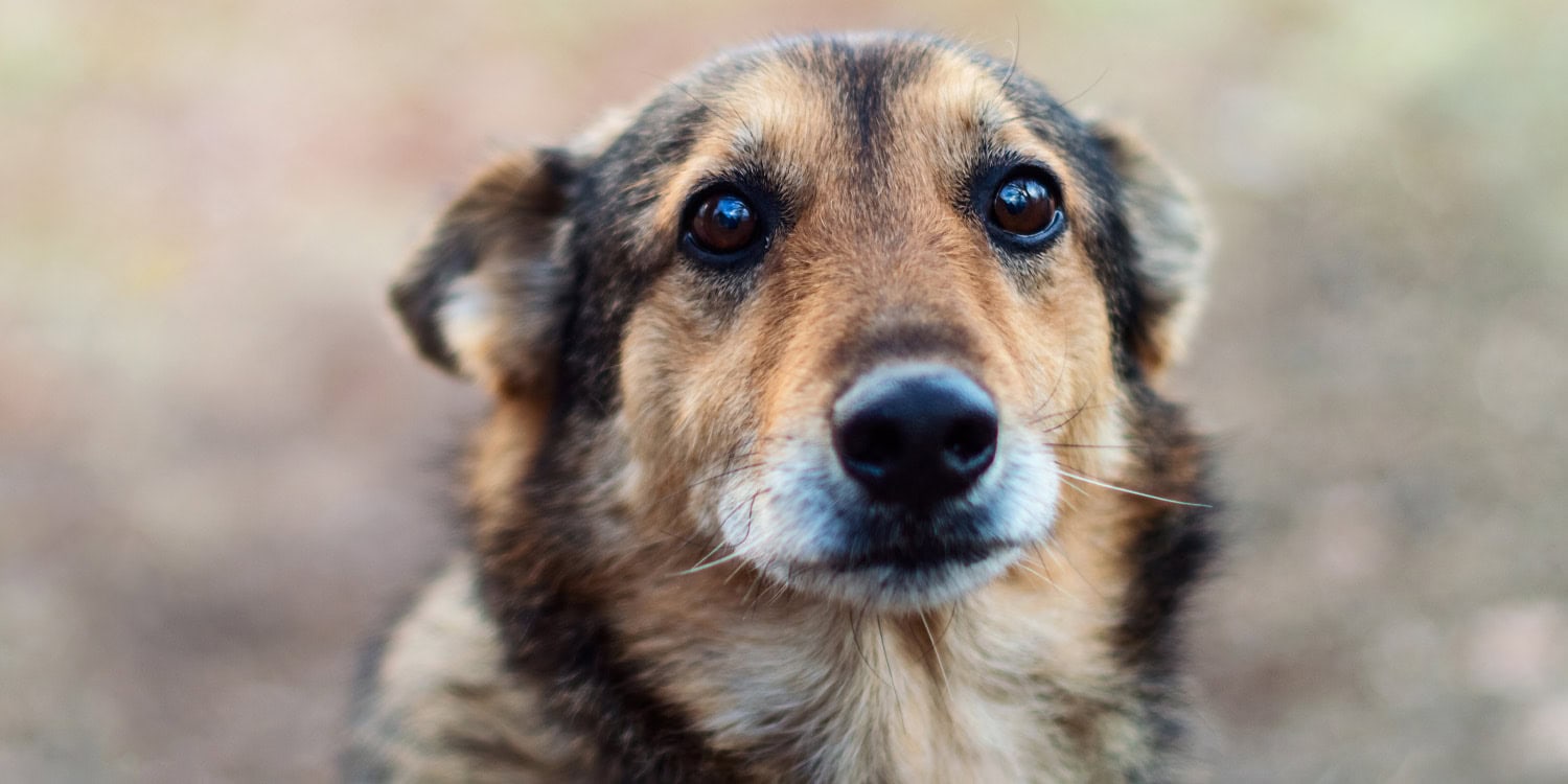 Illicit fentanyl is poisoning pets, study shows - PsyPost