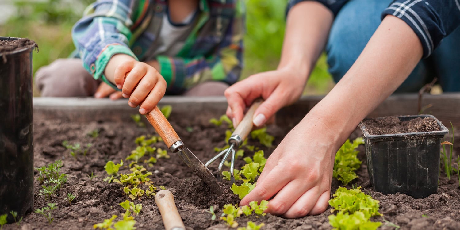 Diet quality of children improved after five months of gardening and nutrition sessions